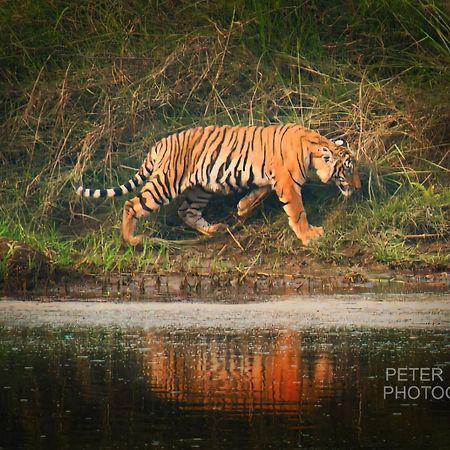 Tiger Corner Inn Sauraha Eksteriør billede