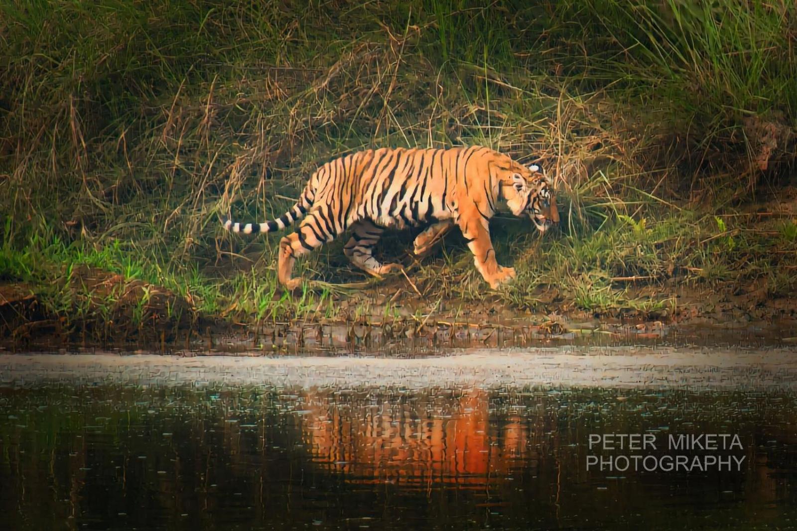 Tiger Corner Inn Sauraha Eksteriør billede